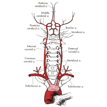 arteries in neck diagram. Diagram of arteries